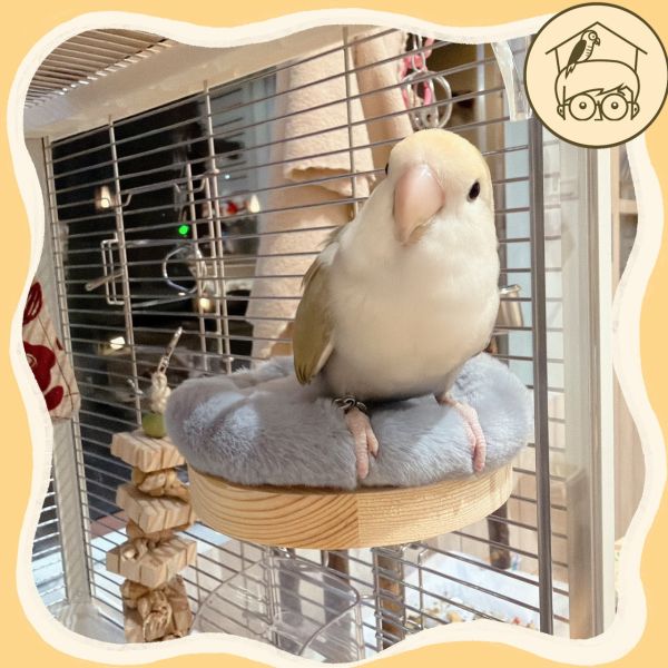 軟呼呼暖腳腳夾心餅乾小跳台【鸚鵡小木屋】 