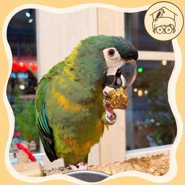 哈里森Nuggies! 天然零食球【鸚鵡小木屋】 