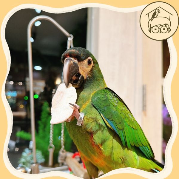 台灣｜蔬果凍乾點心區【鸚鵡小木屋】【純天然蔬果凍乾】鳥寶最愛的酥脆零食！ 