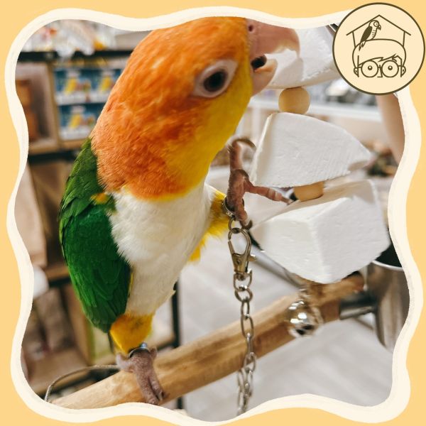 台灣手作蘋果樹系列｜海洋的滋味墨魚骨串【鸚鵡小木屋】 