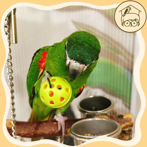 小鈴鐺的幸福！四入台製鈴鐺球｜鸚鵡小木屋 