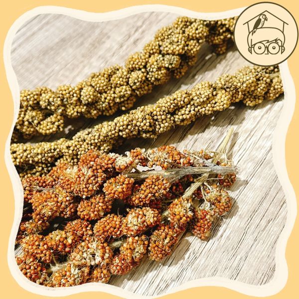 《小木屋認證》中小型鸚鵡零食「純天然小米穗」 