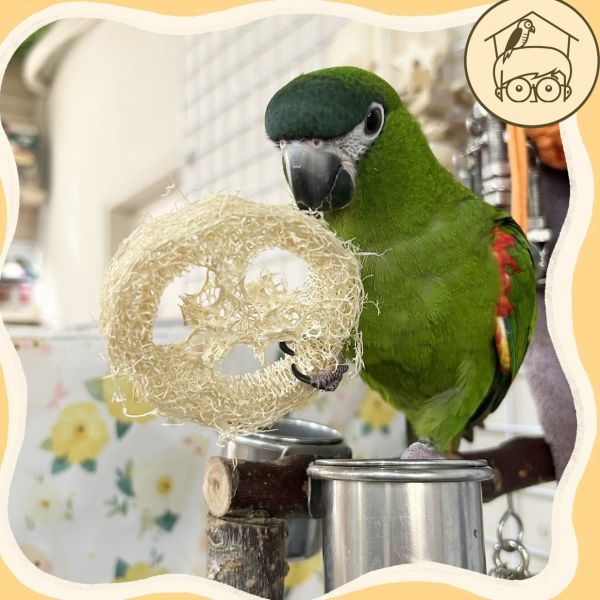 愛不釋手鳥寶手抓7公分絲瓜絡【鸚鵡小木屋】 