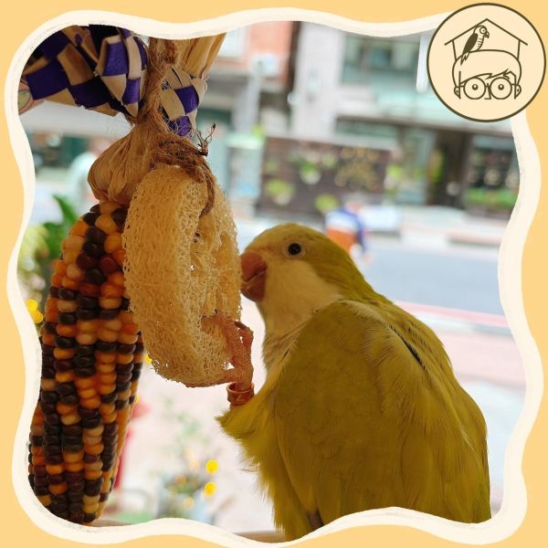 台產迷你小玉米｜絲瓜｜吃吃啃啃咬咬串【鸚鵡小木屋】 