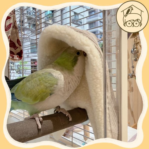 台灣手作｜高品質｜燈芯絨溫馨角落毯毯【鸚鵡小木屋】 