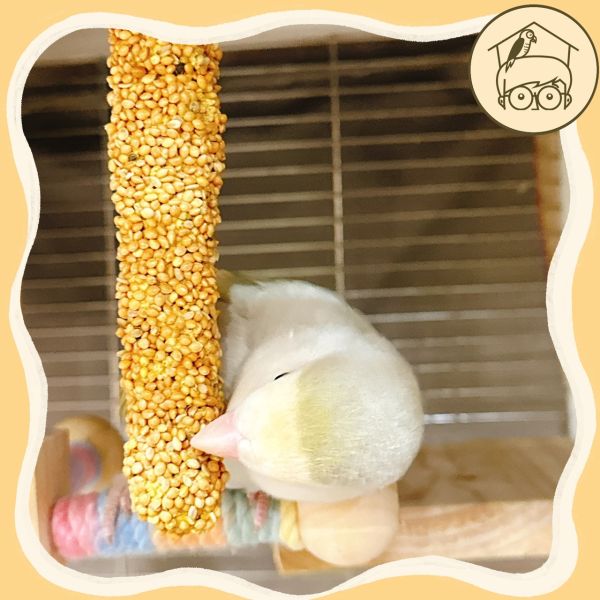 德國Vitakraft鸚鵡最愛點心零食棒2入/60g【鸚鵡小木屋】 