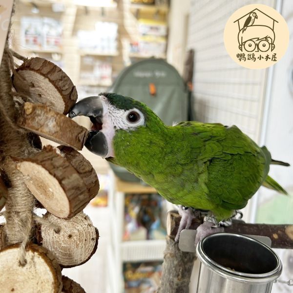 小松木圓片木塊串｜鸚鵡啃咬玩具【鸚鵡小木屋】 