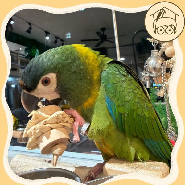 台灣手作蘋果樹系列｜三明治手抓肌力訓練【鸚鵡小木屋】 