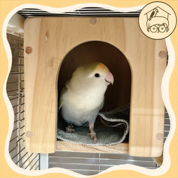 骰子拱門小木屋 | 鸚鵡小木屋 