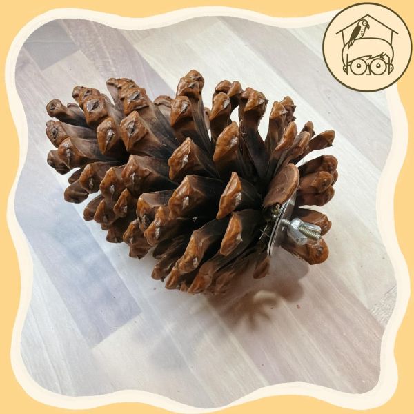 鎖式天然松塔｜鸚鵡啃咬磨牙玩具【鸚鵡小木屋】 