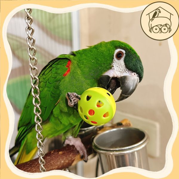 小鈴鐺的幸福！四入台製鈴鐺球｜鸚鵡小木屋 