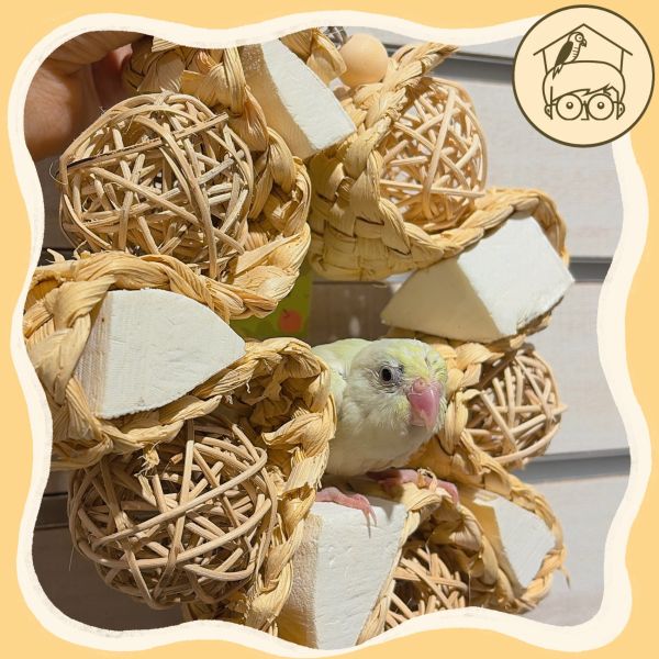 台灣手作蘋果樹系列｜森森藤球小花圈【鸚鵡小木屋】 