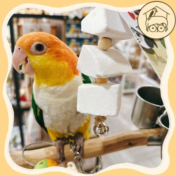 台灣手作蘋果樹系列｜海洋的滋味墨魚骨串【鸚鵡小木屋】 