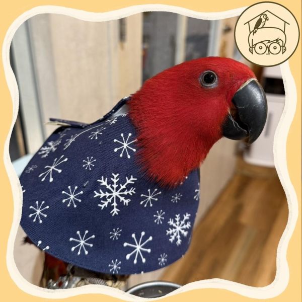 嚴選日本布鸚鵡防咬頭套【鸚鵡小木屋】 
