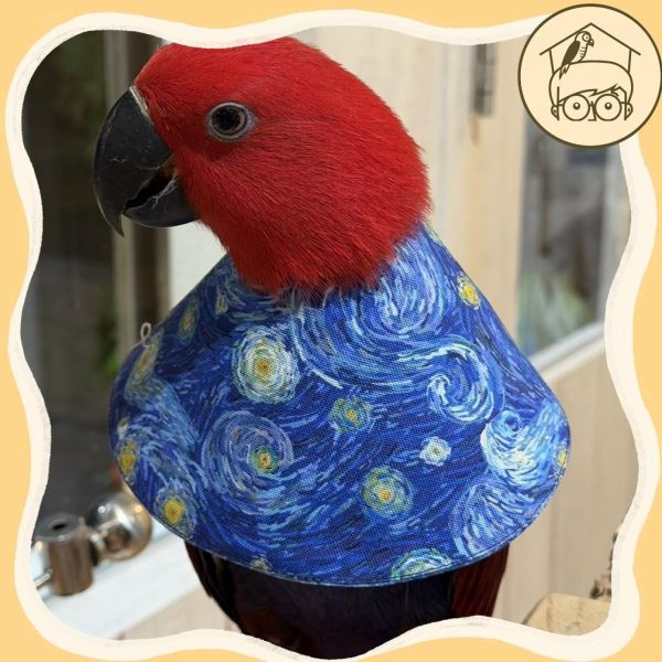 嚴選日本布鸚鵡防咬頭套【鸚鵡小木屋】 