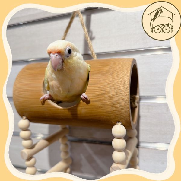 台灣手作蘋果樹系列｜趣味吊掛躲藏竹筒【鸚鵡小木屋】 