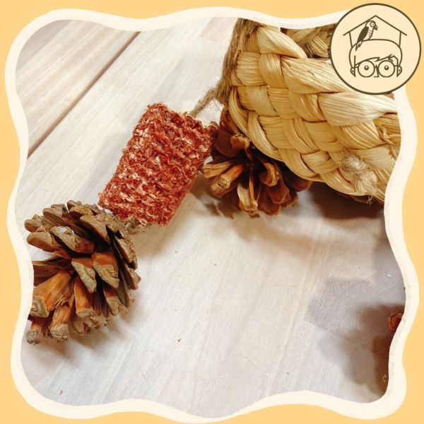 圈圈螺旋果實串【鸚鵡小木屋】 