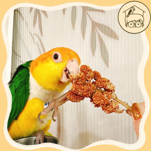 《小木屋認證》中小型鸚鵡零食「純天然小米穗」 