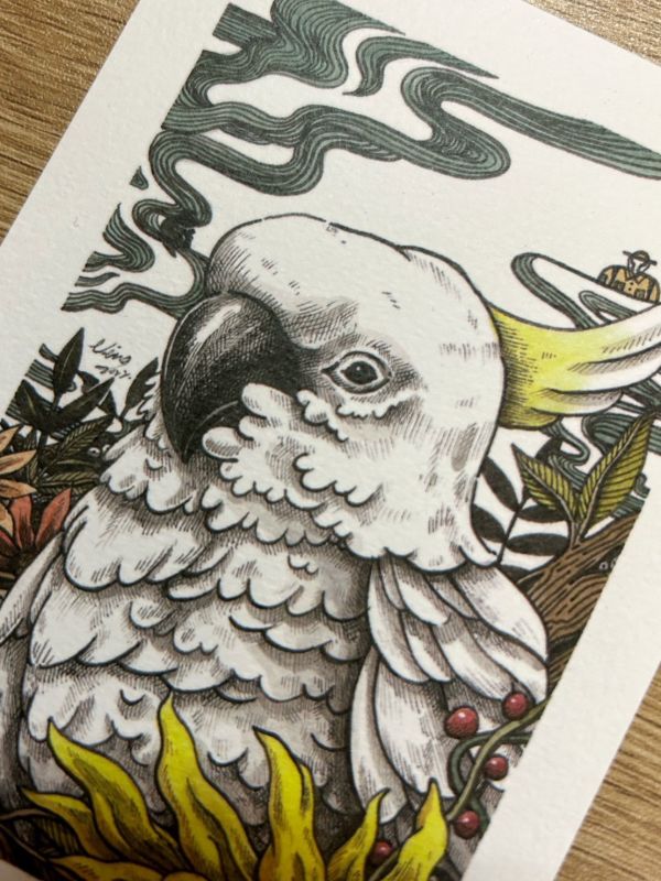 巴丹鸚鵡明信片｜鸚鵡小木屋寧子 