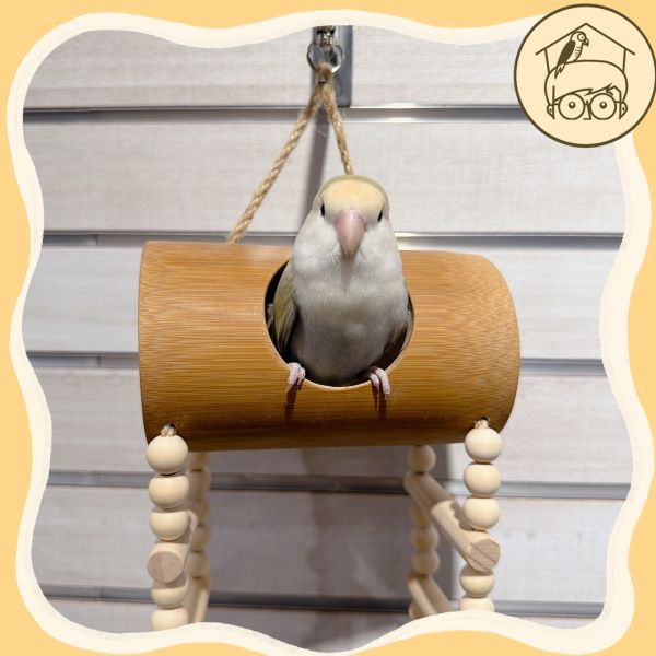 台灣手作蘋果樹系列｜趣味吊掛躲藏竹筒【鸚鵡小木屋】 