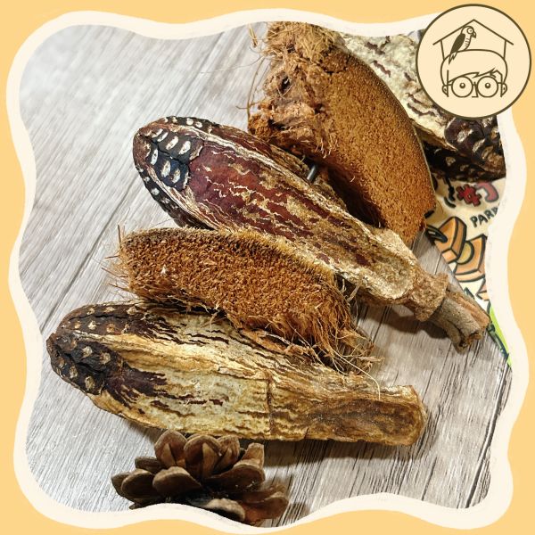 天然桃花心木椰殼松塔啃咬串｜鸚鵡小木屋 