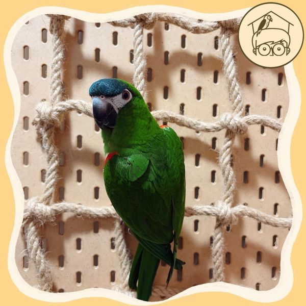 鳥鳥愛攀爬的手編攀爬網【鸚鵡小木屋】 