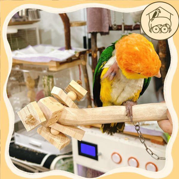 台灣手作蘋果樹系列｜啃咬串串棲木小型～大型【鸚鵡小木屋】 