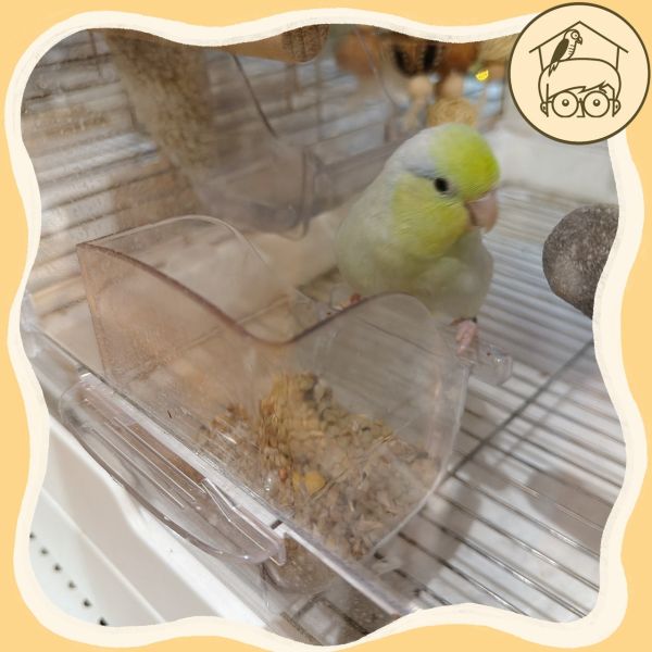 透明壓克力防潑灑食盒【鸚鵡小木屋】 