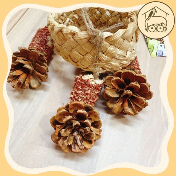 圈圈螺旋果實串【鸚鵡小木屋】 