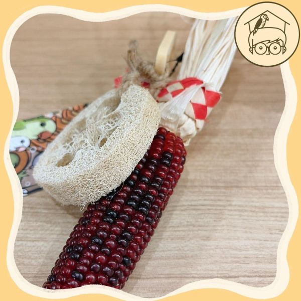 台產迷你小玉米｜絲瓜｜吃吃啃啃咬咬串【鸚鵡小木屋】 