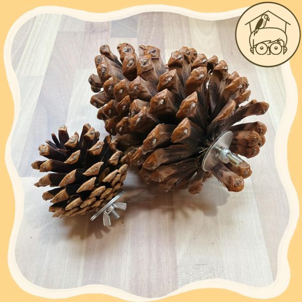 鎖式天然松塔｜鸚鵡啃咬磨牙玩具【鸚鵡小木屋】 