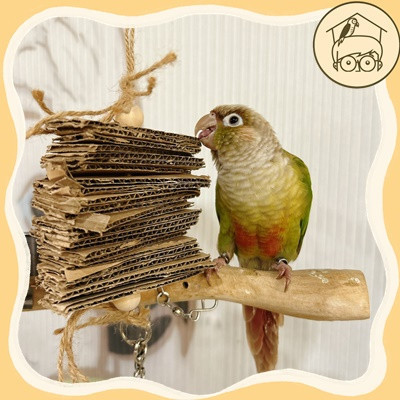 抵擋不了紙板的誘惑啃咬串【鸚鵡小木屋】 