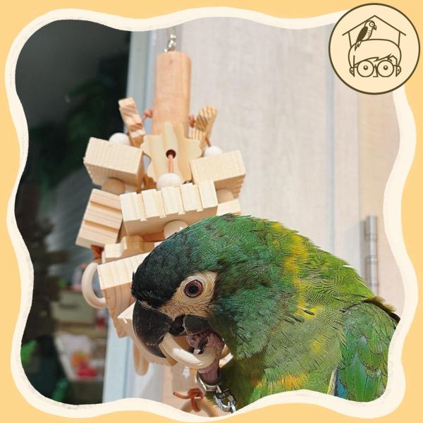 木塊派對！圈圈小花~中大型超愛木塊串【鸚鵡小木屋】 