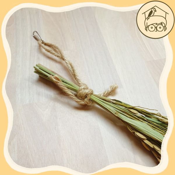 台灣｜有機乾燥稻穗【鸚鵡小木屋】 