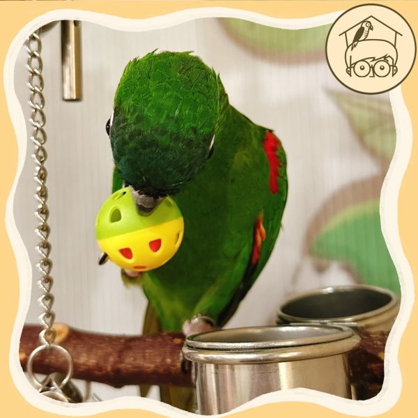 小鈴鐺的幸福！四入台製鈴鐺球｜鸚鵡小木屋 