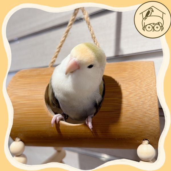 台灣手作蘋果樹系列｜趣味吊掛躲藏竹筒【鸚鵡小木屋】 