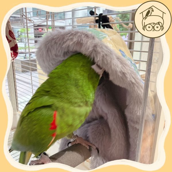 台灣手作｜韓國布｜冷颼颼籠內必備不占空間保暖角落毯【鸚鵡小木屋】 