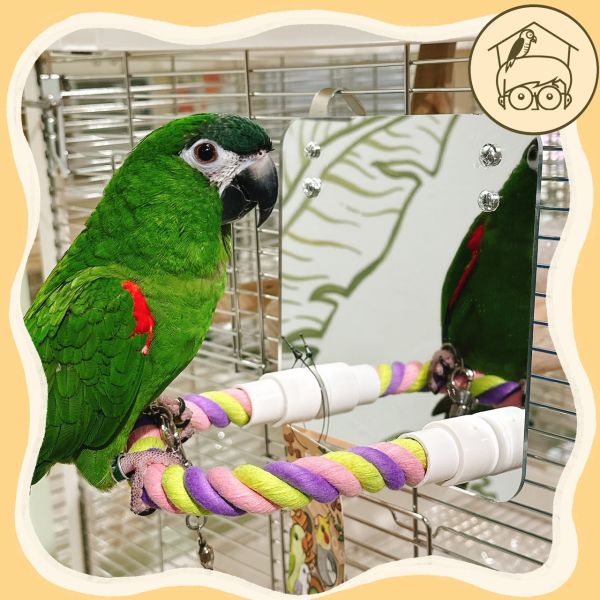 鳥鳥愛漂亮麻繩鏡面站棍組【鸚鵡小木屋】 
