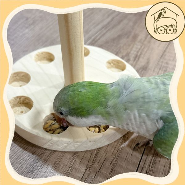 台灣手作蘋果樹系列｜覓食小飛盤【鸚鵡小木屋】 