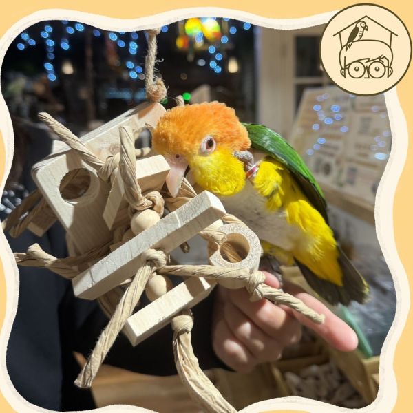 台灣手作蘋果樹系列｜毛怪｜鳥寶超愛啃咬串【鸚鵡小木屋】 