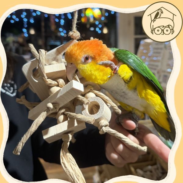 台灣手作蘋果樹系列｜毛怪｜鳥寶超愛啃咬串【鸚鵡小木屋】 