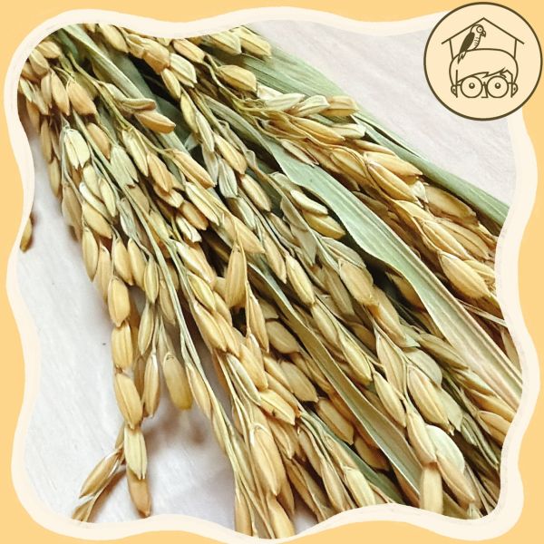 台灣｜有機乾燥稻穗【鸚鵡小木屋】 