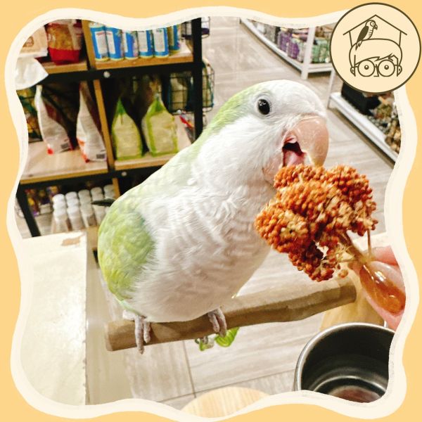 《小木屋認證》中小型鸚鵡零食「純天然小米穗」 