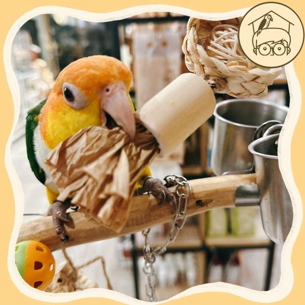 台灣手作蘋果樹系列｜海陸串燒海洋味【鸚鵡小木屋】 