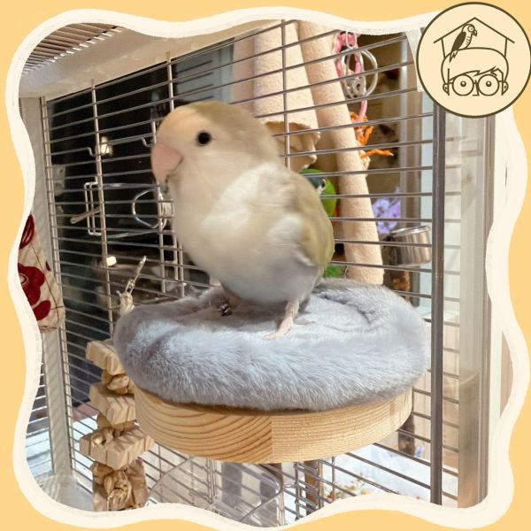 軟呼呼暖腳腳夾心餅乾小跳台【鸚鵡小木屋】 