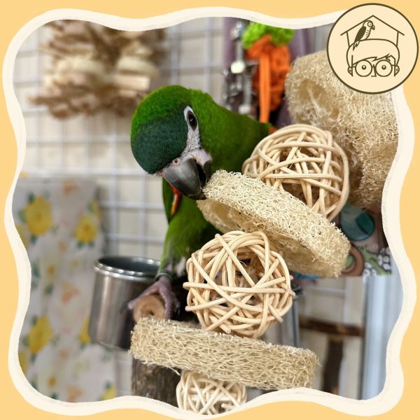 鳥寶最愛玩的藤球、絲瓜絡串！【鸚鵡小木屋】 