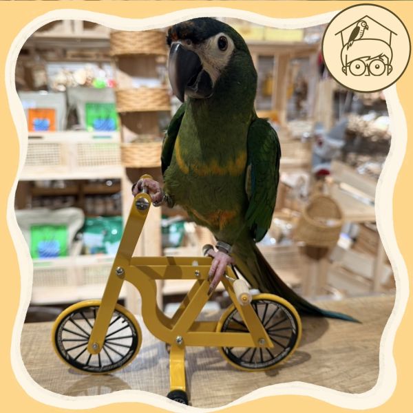 益智互動鸚鵡腳踏車【鸚鵡小木屋】 