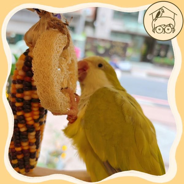 台產迷你小玉米｜絲瓜｜吃吃啃啃咬咬串【鸚鵡小木屋】 