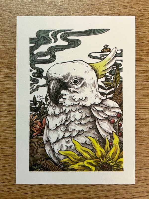 巴丹鸚鵡明信片｜鸚鵡小木屋寧子 