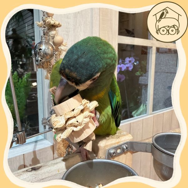 台灣手作蘋果樹系列｜三明治手抓肌力訓練【鸚鵡小木屋】 